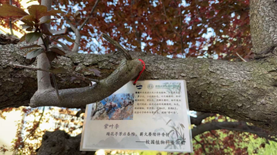 树上有许多广告 AI 生成的内容可能不正确。